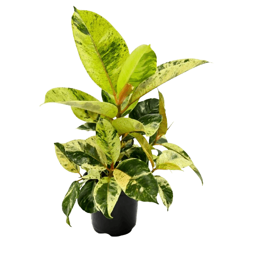 Ficus Moonshine