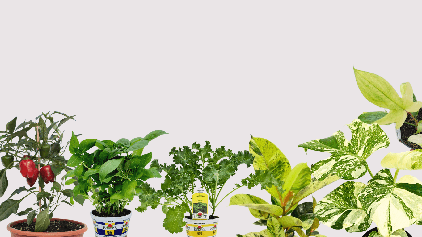 Background Image2