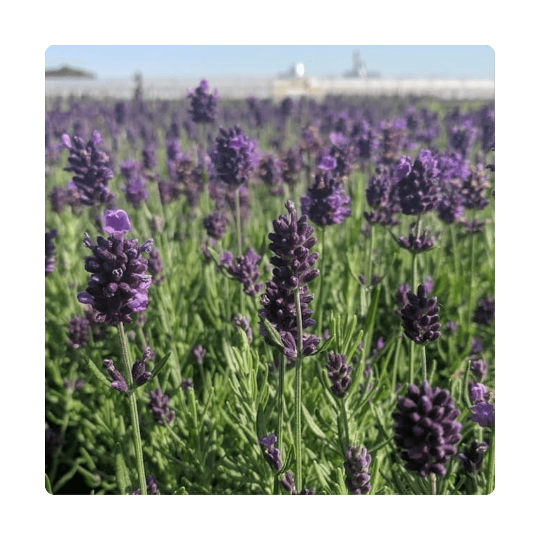 Lavandula
