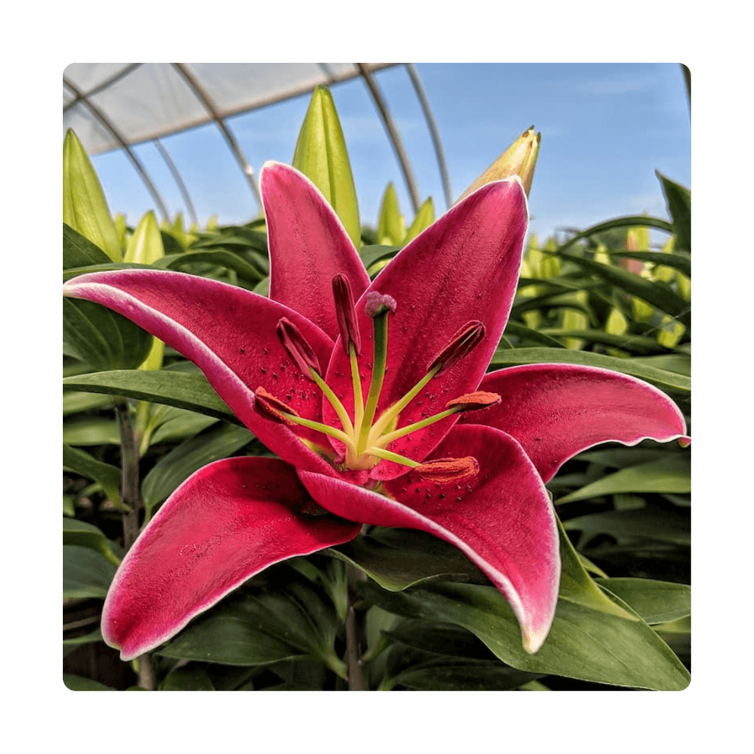 Lilium