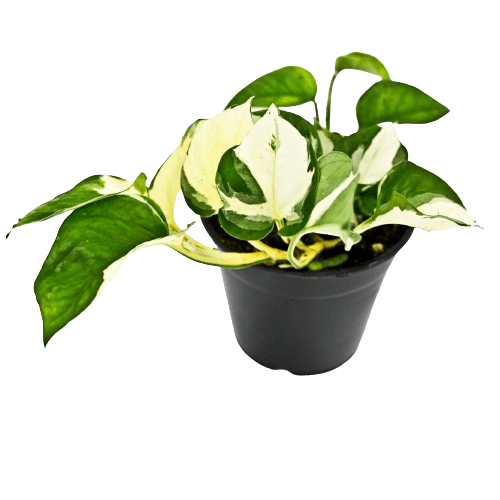 Manjula Pothos